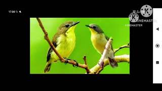 Download lagu suara pikatan remetuk laut ampuh anti zonk boleh di coba gasken mp3