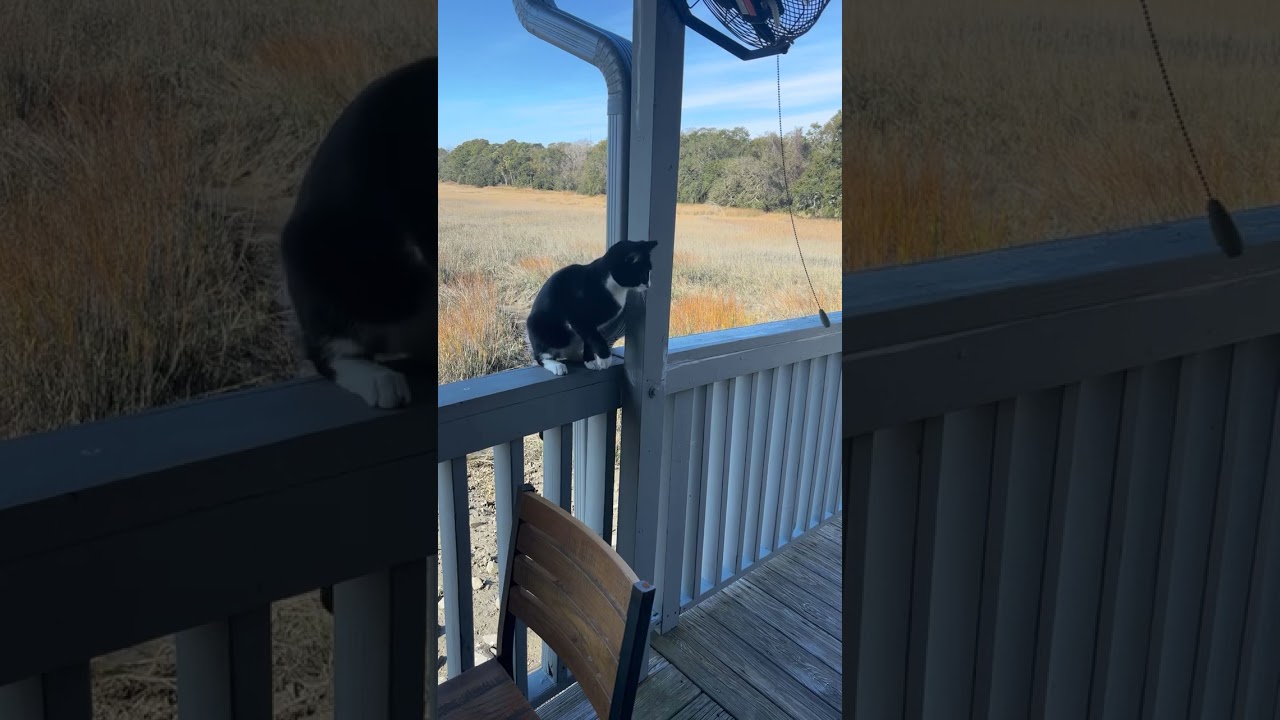 Enlarge Socks, a ADOPTABLE mixed breed in Hilton Head Island, SC video 5/5