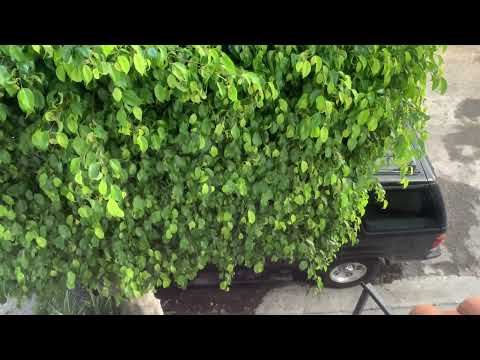 712 Subscriber Special: ‘95 Ford Explorer Startup Engine & Parking Garage