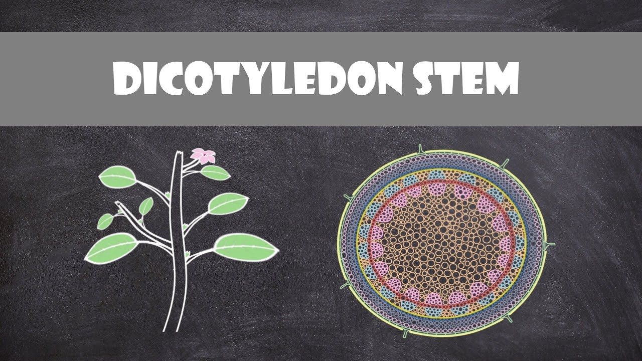 Dicot Stem Structure and Function | Plant Biology - YouTube