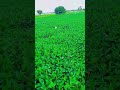 शेतकरी WhatsApp Status And Soybean WhatsApp Status Shorts Ytshorts