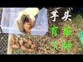 小后院芋头种植 的方法 taro root planting 怎麼选種 育苗 催芽 种植时间，季节和温度的掌握，技術简单，有个大花盆也可以种，一口气解决芋头种植难题taro root growing