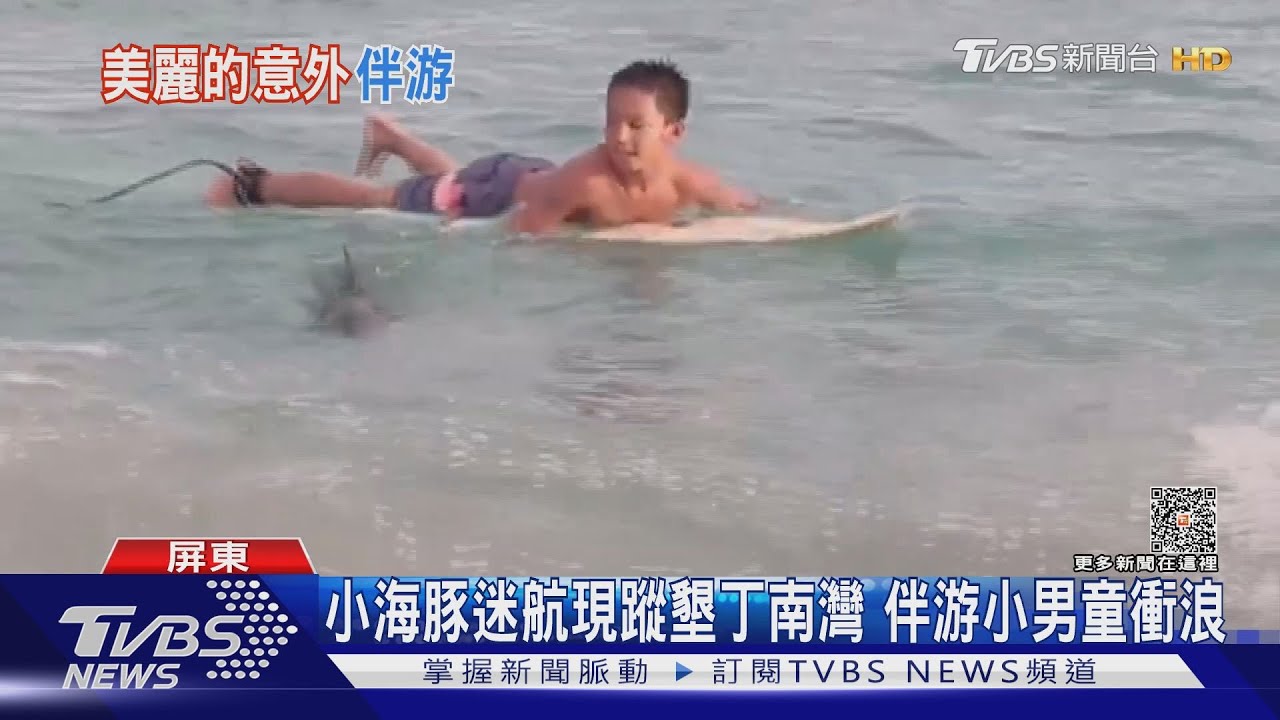 超可愛!小海豚迷航現蹤墾丁南灣 伴游小男童衝浪