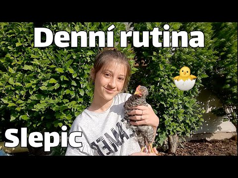 , title : 'Denní rutina mých slepic🐣'