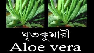 preview picture of video 'Aloe vera (ঘৃতকুমারী)'