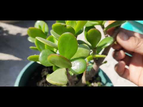 plants you can grow from cuttings  in winter(Pranita's garden)