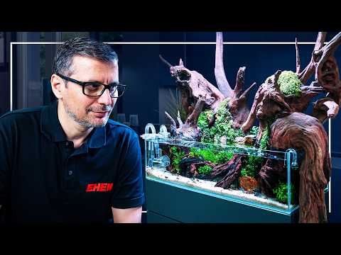 What 20kg of WOOD does to a SMALL Aquarium?!