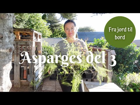 Asparges fra jord til bord | del 3 - Klargjøre for overvintring