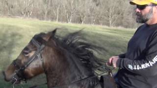 Gold's Rowdy Viper and Gold's Rowdy Moon Ride Along 2017