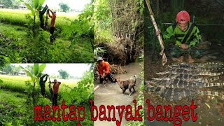 Download lagu Berburu biawak'satu lokasi 6 biawak terexsekusi, sampai anjing memanjat #part30 mp3