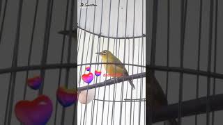 Download lagu dakbal lover mp3