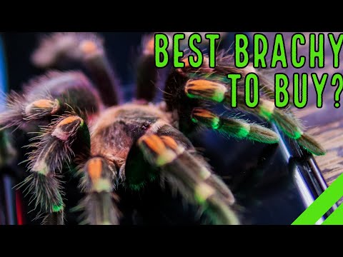 Sklípkavec plameňokolenný (Brachypelma auratum) — video o chove a starostlivosti