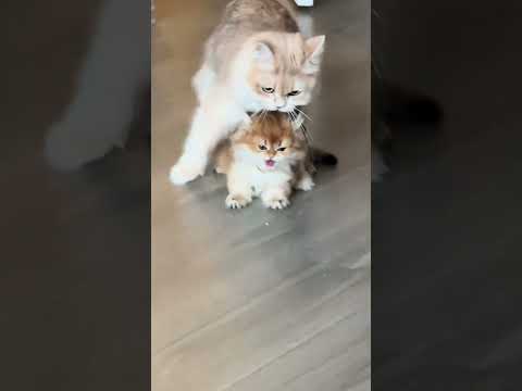 The cat hasn’t even arrived yet, but the sound came first.Too cute, I’m dying! Haha. #adoreble #cats