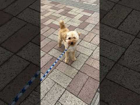 経営学科 暴風の中散歩するトイプードル10ヶ月 #toypoodle #トイプードル #puppy