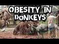Obesity in Donkeys:  what to watch out for