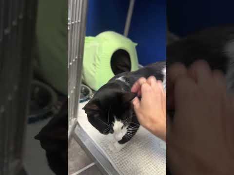 Rocco video