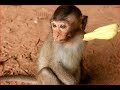 Copper Eating Strange Food Today Copper Poor Baby Monkey Feeling So Hungry But No More Fruit