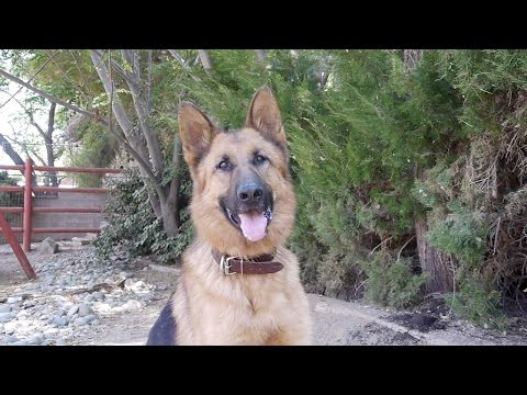 "Just Doing My Job" Music Video | Dog Video for Kids | 20 Dogs