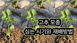 고추 모종 심는 시기와 재배방법
