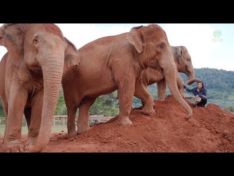 Elephant Keep Follow Woman Whom She Loves And Be Together - ElephantNews