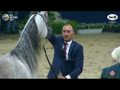 N 89 MADIN AL BAYDAA   AACHEN 2022   38° All Nations Cup   Colts 3 Years Old Class 6A