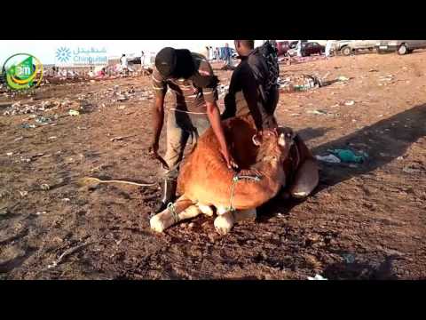 شاهد كيف يتم نحر الإبل في موريتانيا