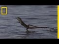 Jesus Christ Lizard National Geographic