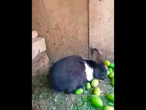 , title : 'a new guest enjoyed/rabbits/home breed asian pakistani breed'