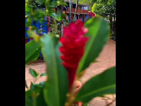 castillo Río San Juan #viral #turismo #vistashermosas #nicaragua #travel #nicaragua #parati #fypシ