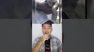 Download lagu THIS IS WHAT A TURTLE REALLY SOUNDS LIKE ‼️#shorts #viral #youtubeshorts #short mp3