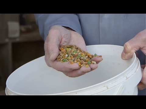 Quick Tips 8 - Add animal protein to the diet through cat biscuits with Willem de Bruijn