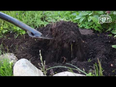 Perenner - plantera så här!