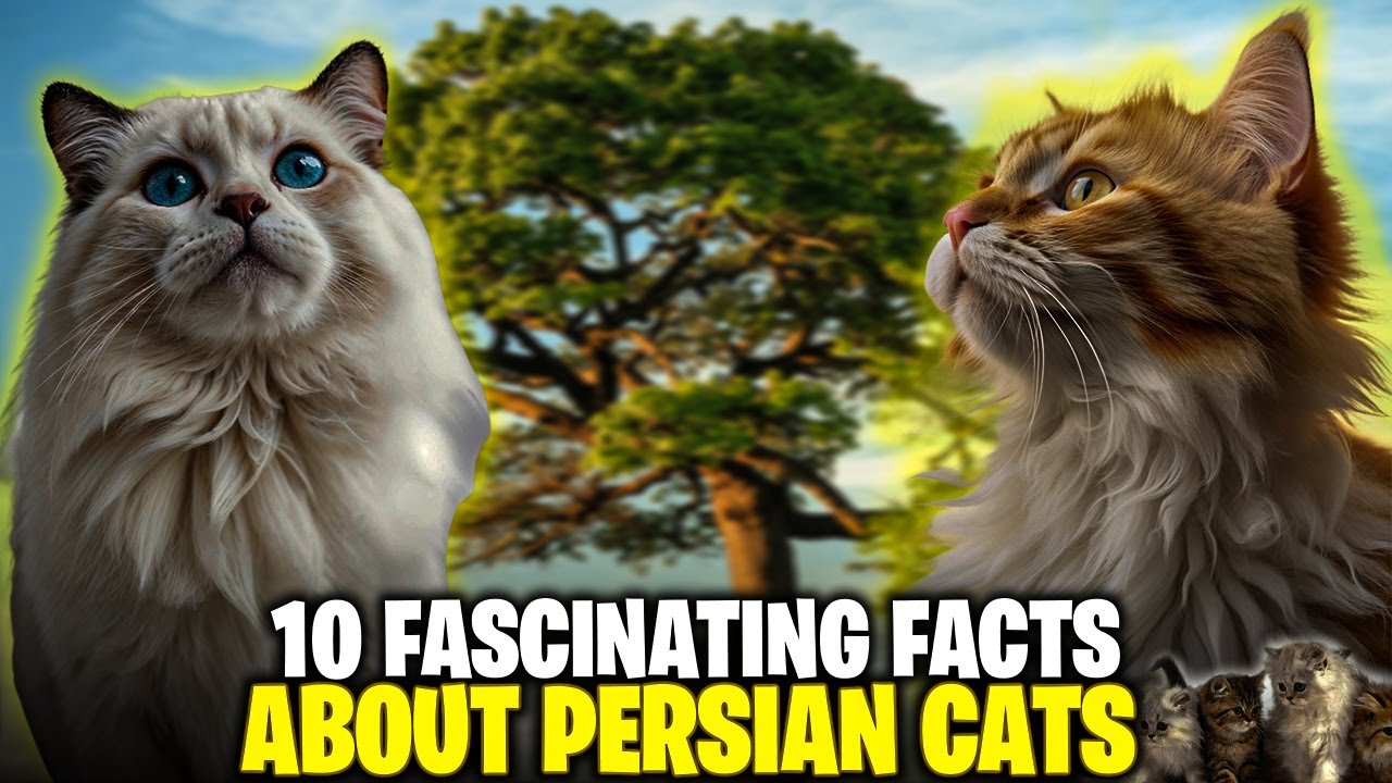 top 10 facts about Persian cats