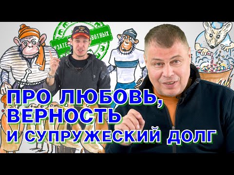 Животная любовь: про верность и супружеский долг в мире животных