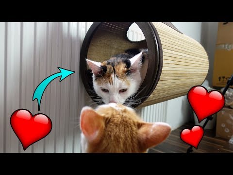 3 CAT GADGETS for just under €20 from Amazon tested! - Is it worth it?