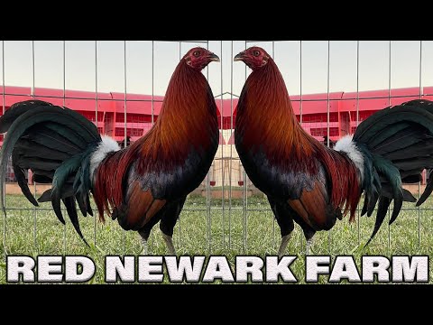 Tony Mtz Red Newark Farm - Asil Hatch Grey