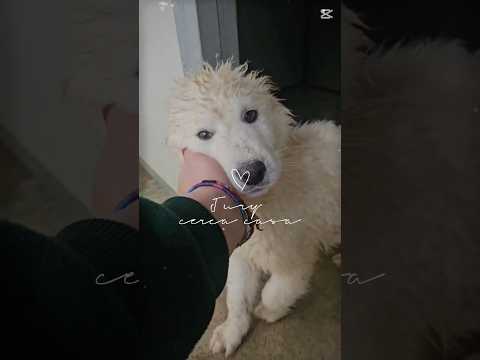 Regalo Jury Splendido Dolce Cucciolotto Simil Pastore Cerca Famiglia 