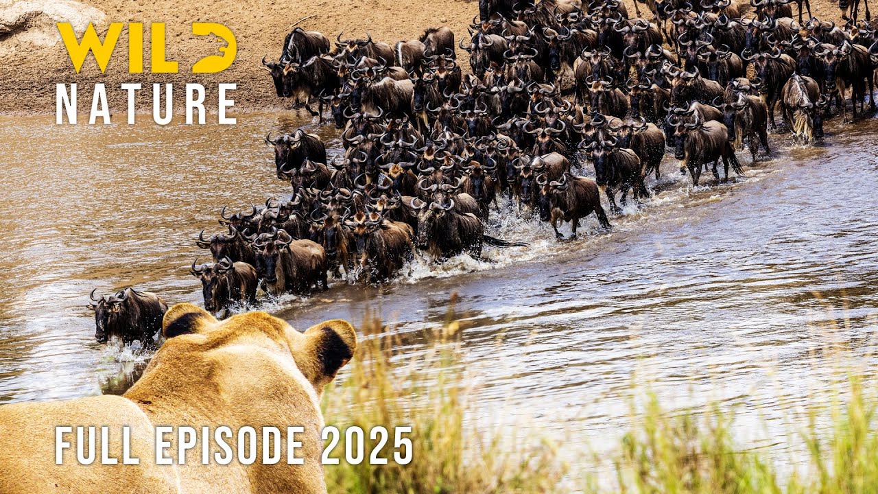 FROM SERENGETI TO MAASAI MARA | Survival on the Move #naturedocumentaries | Wild Nature