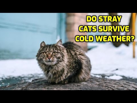 How Do Stray Cats Survive The Winter?