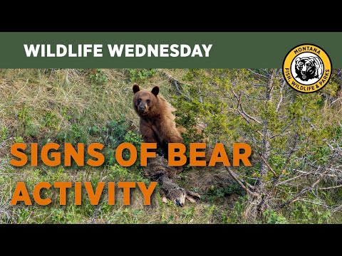 Wildlife Wednesday | Bear Sign
