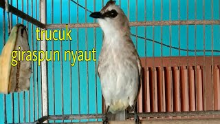 Download lagu pancingan trucukan untuk trucuk bahan/giras/macet bunyi di jamin langsung nyaut mp3