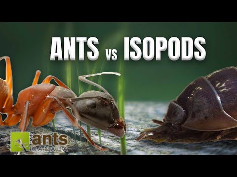 ANTS vs. ISOPODS - War or Truce?