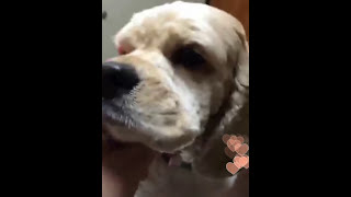 (Periscope replay) Lily going to the emergency animal hospital for blockage (7-03-15)
