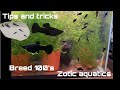 How To Breed Black Molly S