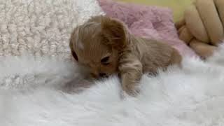 ハーフ犬の動画01