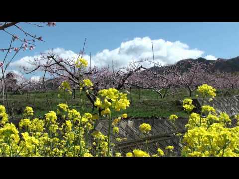 笛吹桃源郷2010（フルHD映像）