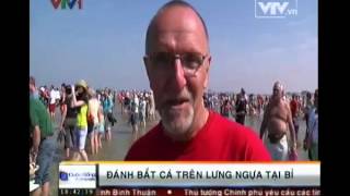 Đánh bắt cá trên lưng ngựa tại Bỉ