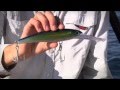 Rapala X-RAP Magnum Wobbler 16,0cm RH 16cm - RH - 72g - 1Stück