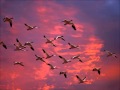 Adrian Belew - Birds (subtitulado en español)
