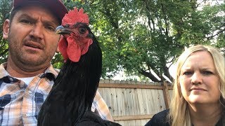 #136 - How To Stop Rooster From Crowing (Rooster Collar)